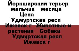 Йоркширский терьер-мальчик 2 месяца › Цена ­ 18 000 - Удмуртская респ., Ижевск г. Животные и растения » Собаки   . Удмуртская респ.,Ижевск г.